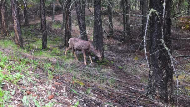 Mule Deer Shaggy Winter Coat Eats Green Twigs Open Forest — Vídeos de Stock