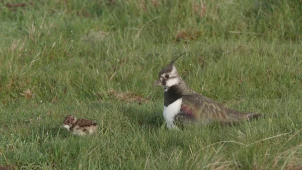 Lapwing Adult Female Brooding Chicks Standing Reveal Them Breast — Stock Video