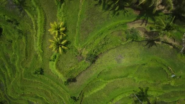 バリ島の棚田インドネシア 鳥の目緑の風景と熱帯の緑の空中ビュー トップダウンドローンショット — ストック動画
