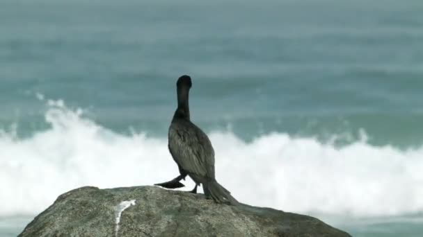 岩の上の黒い鵜の鳥はその後 海の波の上を飛んでいきます ワイド — ストック動画