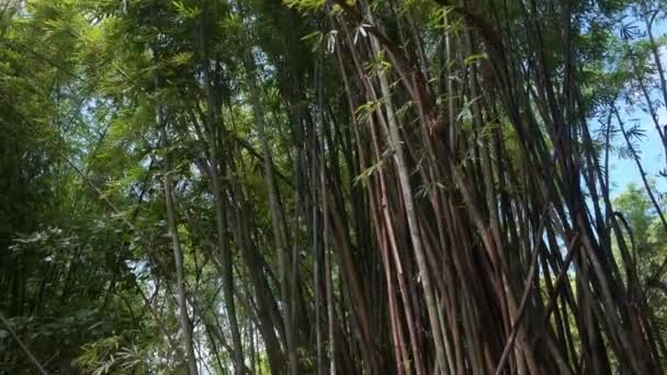 Széles Látószögű Lehajtható Felvétel Sűrű Lombozatú Ágú Bambusznövényekről — Stock videók