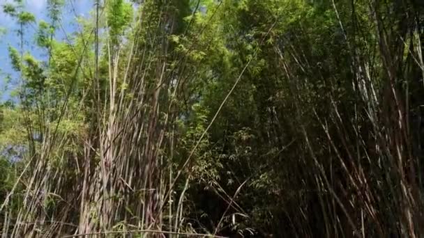 Dolly Vidvinkel Film Bambuväxter Med Täta Blad Grenar — Stockvideo