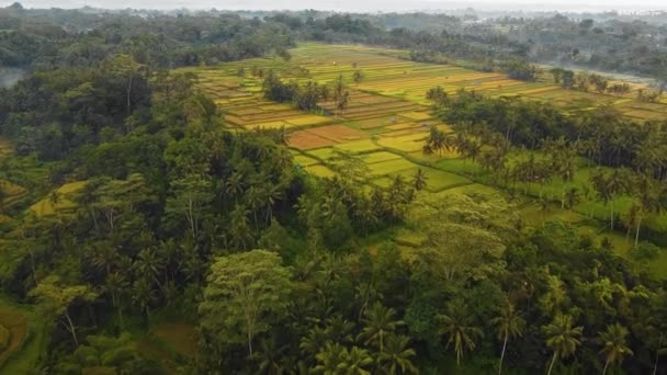 Hermosa Película Ubud Bali Drone Metraje Con Terraza Arroz Exótico — Vídeos de Stock