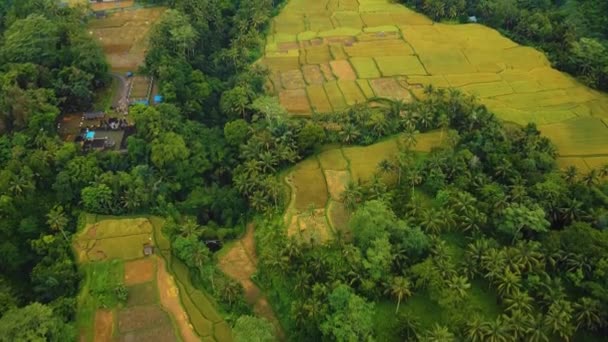 Magnifique Ubud Cinématographique Images Drone Bali Avec Terrasse Riz Exotique — Video