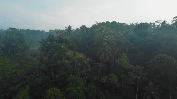 Vackra Filmiska Ubud Bali Drönare Film Med Exotiskt Ris Terrass — Stockvideo