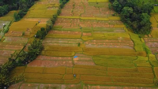 Hermosa Película Ubud Bali Drone Metraje Con Terraza Arroz Exótico — Vídeo de stock