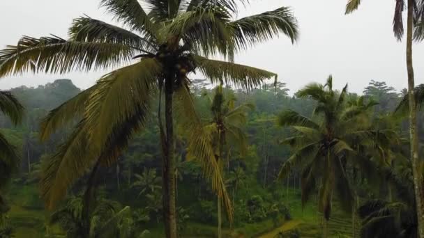 美丽的电影Ubud 巴厘岛无人驾驶飞机镜头异国情调稻田 小农场和雾蒙蒙的农林种植园 使用Dji无人机在全Hd 1080P中拍摄这段自然空气画面 — 图库视频影像
