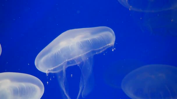 Primer Plano Medusas Blancas Nadando Bajo Mar Aguas Azules Profundas — Vídeos de Stock