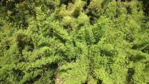 Drone Aéreo Para Baixo Vista Plantas Bambu Balançando Vento — Vídeo de Stock