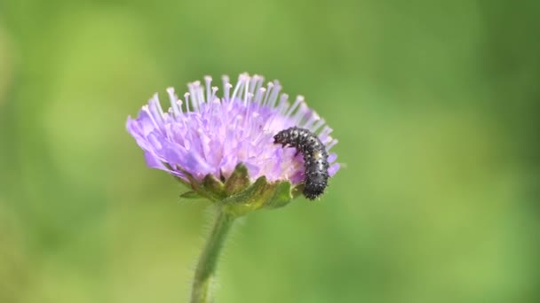 Close Shot Van Zwarte Rups Klimmen Paarse Bloem Wildernis Tijdens — Stockvideo