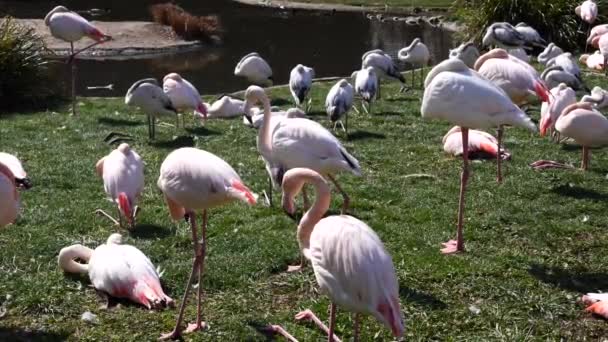Yavaş Çekim Egzotik Flamingo Grubunu Göl Kenarındaki Çimlerin Üzerinde Dinlenirken — Stok video