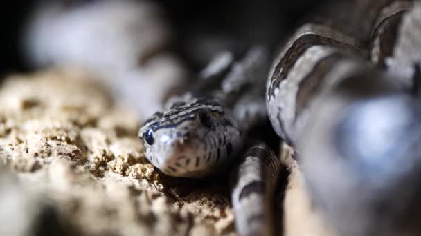 Makro Närbild Skott Ringorm Natrix Natrix Vilar Sand Solig Dag — Stockvideo