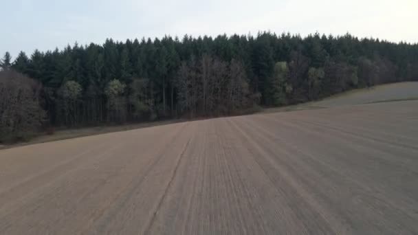 ドイツの暗い針葉樹林の前に広く乾燥したコムギ畑 高速で広い角度の空中飛行 — ストック動画