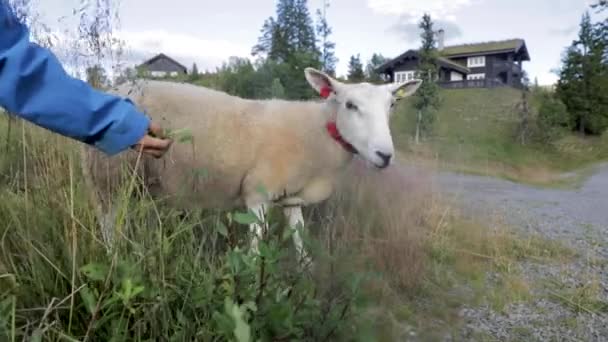 Karmienie Owiec Wybrzeżu Helgeland Północnej Norwegii — Wideo stockowe