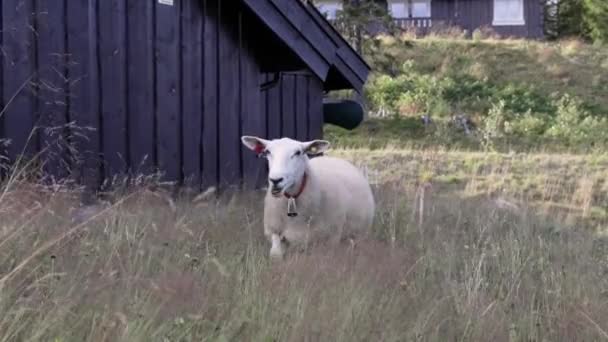 Owce Dzwonkiem Bliska Kamerą Cenie Helgeland Północnej Norwegii — Wideo stockowe