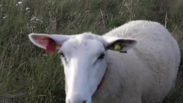 Moutons Avec Cloche Gros Plan Par Caméra Dans Coût Helgeland — Video