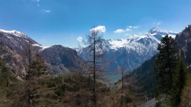 Drone Movimiento Grúa Revelando Cordillera Italiana Alpes Detrás Pinos — Vídeos de Stock