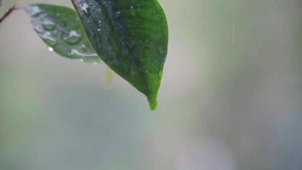 Ein Blatt Regen Ein Regentropfen Fällt Zeitlupe Vom Blatt — Stockvideo