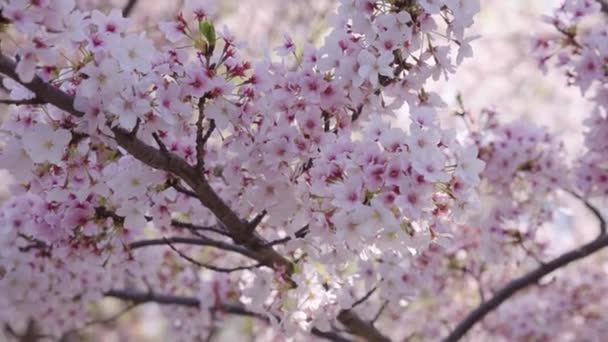Beauty Pink Flowers Branches Sakura Tree Blossom Japan Close — Stockvideo