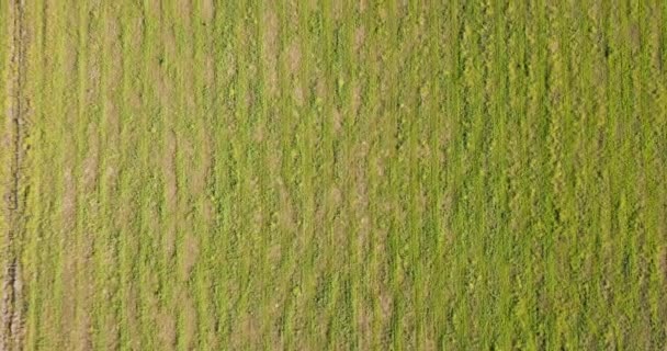 Top View Agricultural Land Sunny Summer Day Aerial — Video