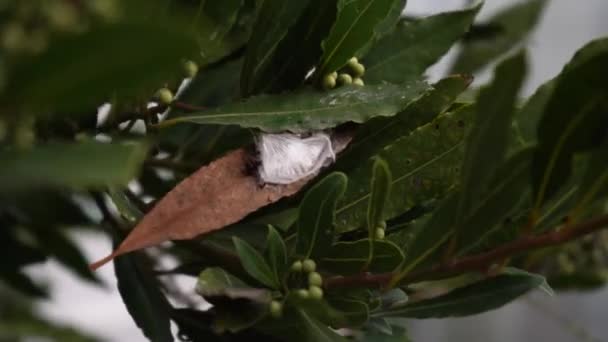 Pavoučí Hnízdo Zelených Listech Rostlin Zavřít — Stock video