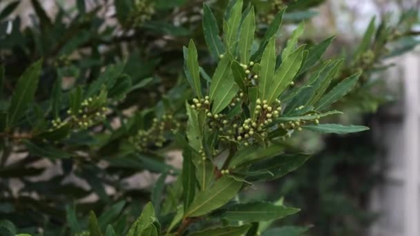 Aromatische Laurel Green Leaves Achtertuin Sluiten — Stockvideo