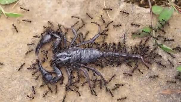 Close Shot Multidão Formigas Lutando Contra Escorpião Negro Natureza — Vídeo de Stock