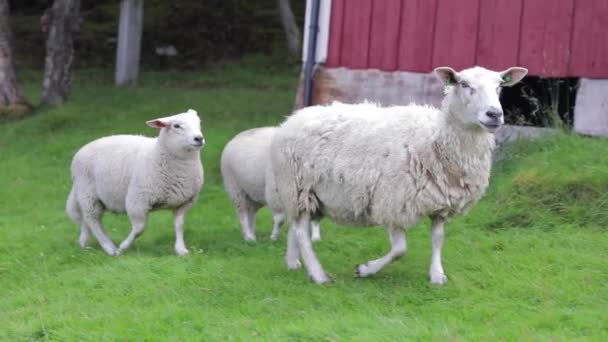 Mother Sheep Lamb Coast Helgeland Northern Norway — Stock Video