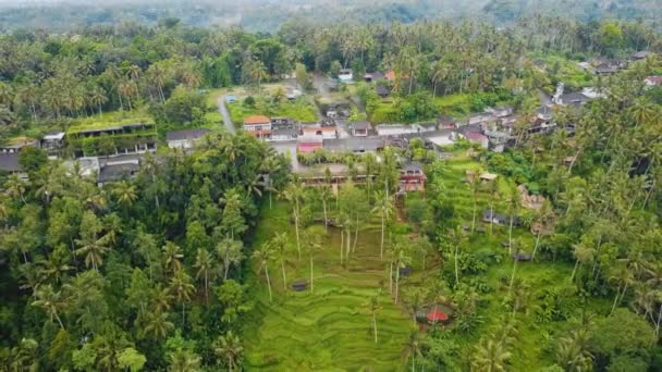 Όμορφη Κινηματογραφική Ubud Μπαλί Drone Πλάνα Εξωτικό Ρύζι Βεράντα Μικρά — Αρχείο Βίντεο