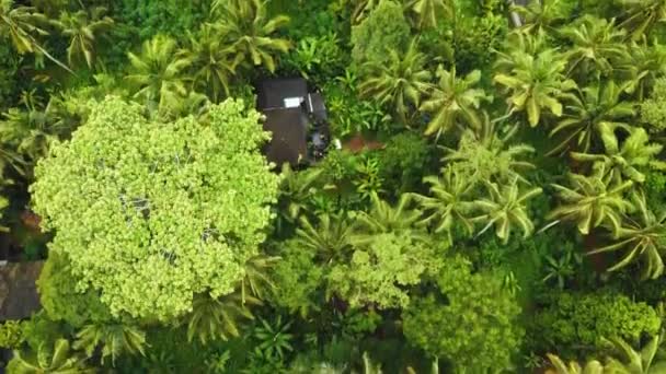 Vackra Filmiska Ubud Bali Drönare Film Med Exotiskt Ris Terrass — Stockvideo