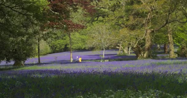 Turistas Caminhando Famosos Jardins Enys Jardim Botânico Cheio Flores Bluebell — Vídeo de Stock