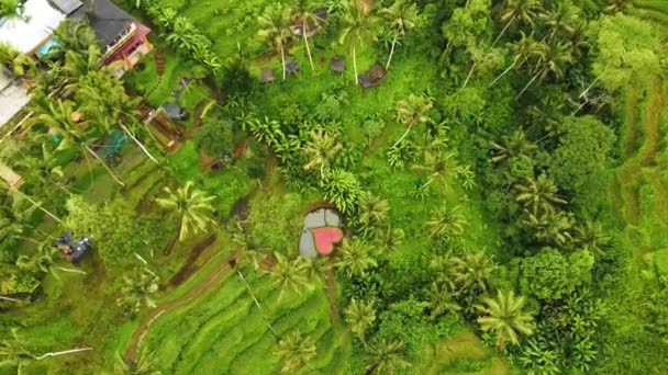 美丽的电影Ubud 巴厘岛无人驾驶飞机镜头异国情调稻田 小农场和雾蒙蒙的农林种植园 使用Dji无人机在全Hd 1080P中拍摄这段自然空气画面 — 图库视频影像