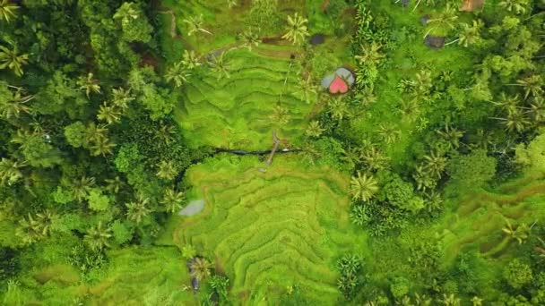 Όμορφη Κινηματογραφική Ubud Μπαλί Drone Πλάνα Εξωτικό Ρύζι Βεράντα Μικρά — Αρχείο Βίντεο