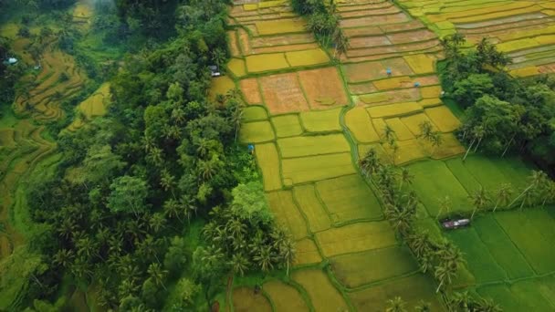 美丽的电影Ubud 巴厘岛无人驾驶飞机镜头异国情调稻田 小农场和雾蒙蒙的农林种植园 使用Dji无人机在全Hd 1080P中拍摄这段自然空气画面 — 图库视频影像