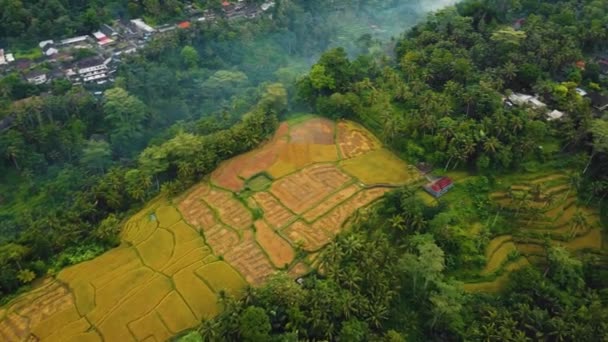 Hermosa Película Ubud Bali Drone Metraje Con Terraza Arroz Exótico — Vídeo de stock