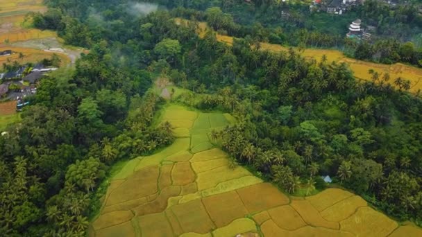 Bonito Ubud Cinematográfico Bali Drone Footage Com Terraço Arroz Exótico — Vídeo de Stock