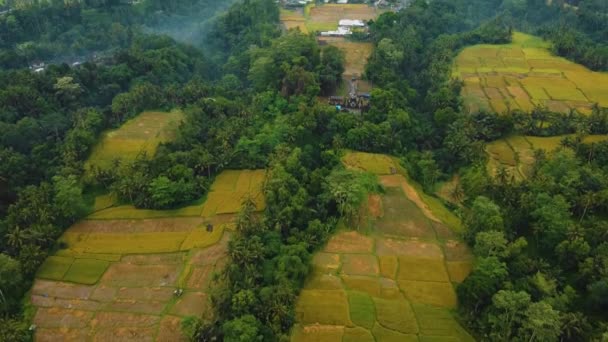 Prachtige Filmische Ubud Bali Drone Beelden Met Exotisch Rijstterras Kleine — Stockvideo