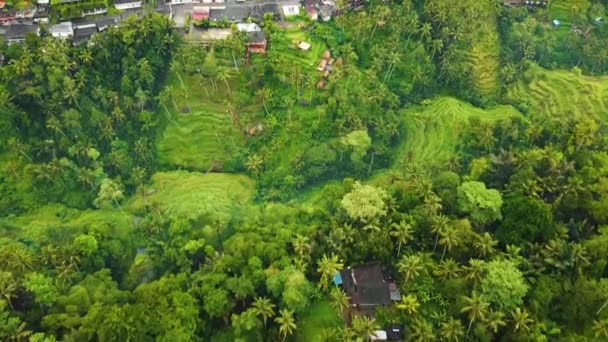 Hermosa Película Ubud Bali Drone Metraje Con Terraza Arroz Exótico — Vídeo de stock