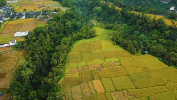 Schöne Filmische Ubud Bali Drohnenaufnahmen Mit Exotischen Reisterrassen Kleinen Farmen — Stockvideo