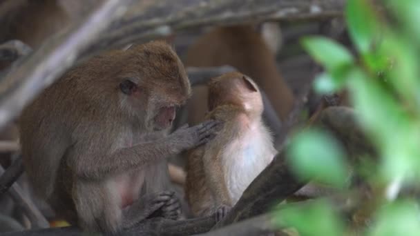 Adult Young Macaques Sitting Branch Tree Close — Stock Video