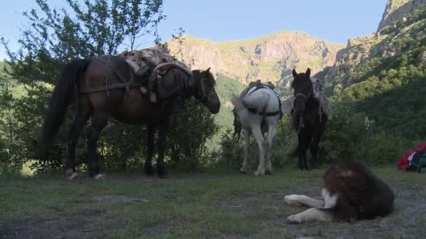 Tre Hästar Bulgariska Bergen Väntar Att Lastas Och Hund Hästsvingande — Stockvideo