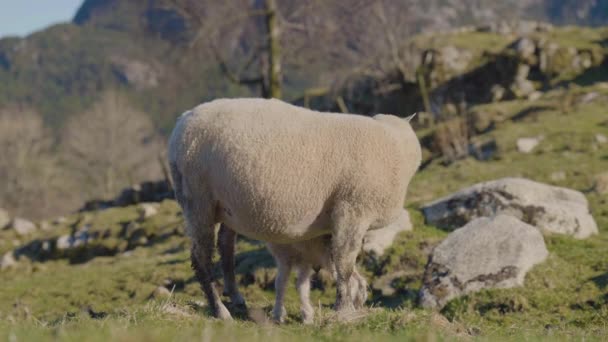 ノルウェーの田舎の自然で羊や赤ちゃんの子羊のショットを閉じます — ストック動画