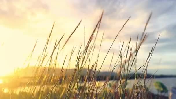 日出映照在草地上摇曳的草地上 — 图库视频影像