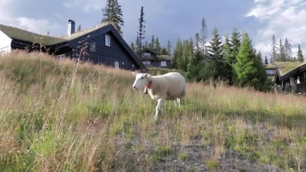 Kamera Zbliżająca Się Owiec Wybrzeżu Helgeland Północnej Norwegii — Wideo stockowe