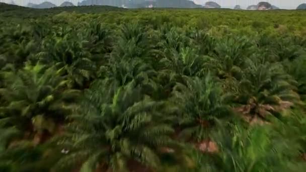 Sklon Dronu Nahoru Pohled Plantáž Palmového Oleje Hustý Les Horské — Stock video