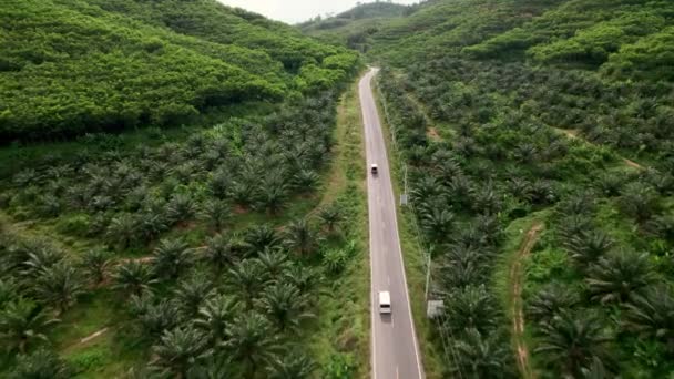 泰国Phang Nga棕榈油种植园的无人驾驶飞机追逐汽车 — 图库视频影像