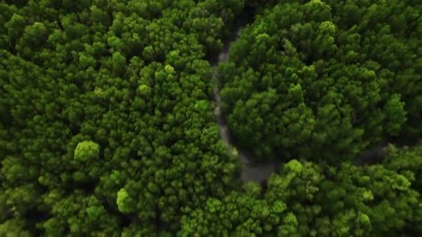 Drone View Dense Wetland Forest Thailand — Stock Video