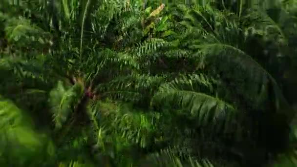 Drone Revelam Baía Phang Nga Tailândia Plantação Óleo Palma — Vídeo de Stock