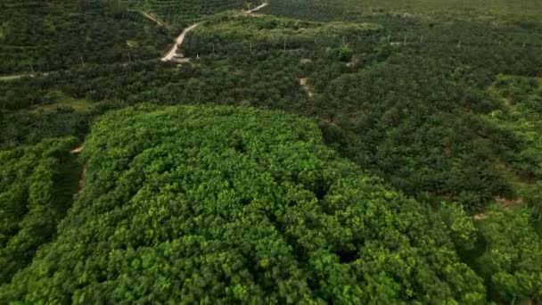 Drohnen Tauchgang Aufgedeckt Blick Auf Plantagen Grün Berginseln Phang Nga — Stockvideo