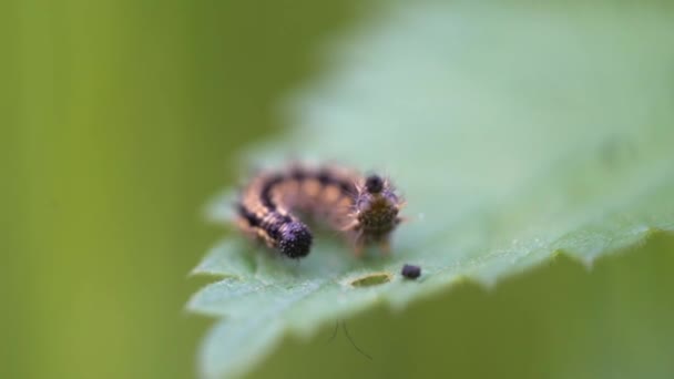 Caterpillar Sits Leaf Macro Close Insect Nature — Stock Video